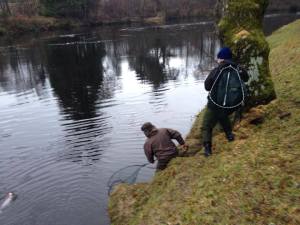 Fish on for Dunkeld House Fishing, River Tay