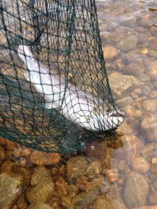 1606882_711770485546179_79313165113792488_n