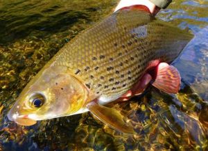 1937472_566032796835874_2614979326867625948_n