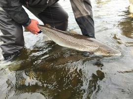 returning a double figure Sea Trout at Birgham -1